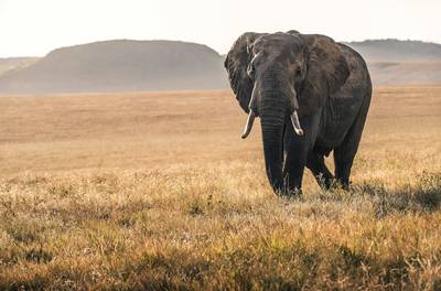 Ngorongoro Crater floor