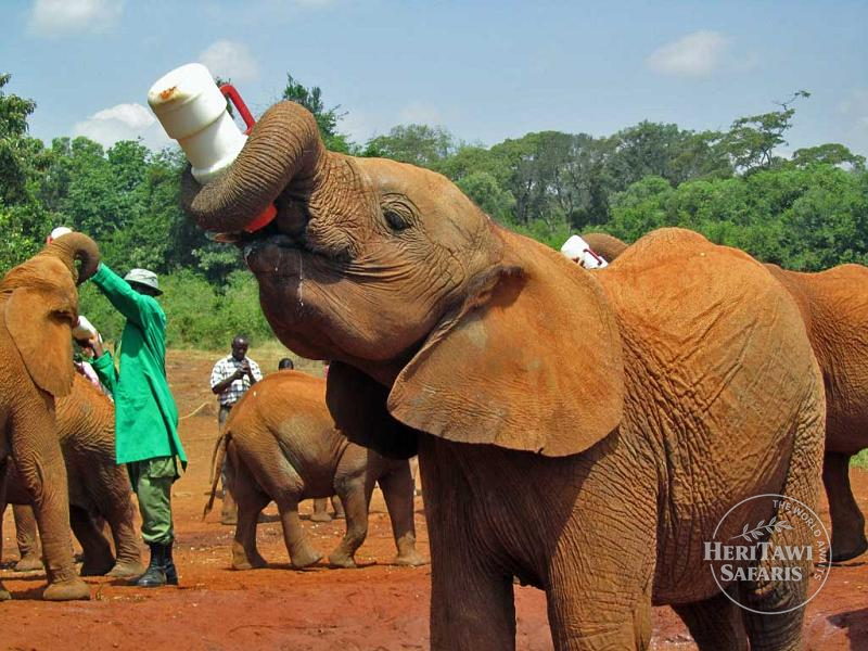 sheldrick elephant orphanage nairobi