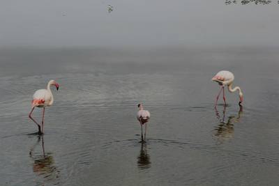 Blue Mountain Safaris field image