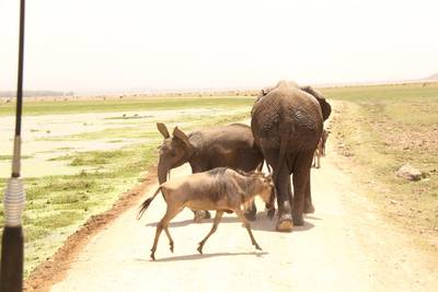 Blue Mountain Safaris field image