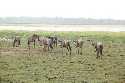 Blue Mountain Safaris field image