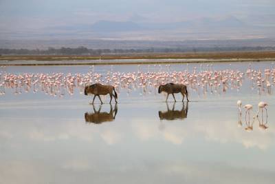 Blue Mountain Safaris field image
