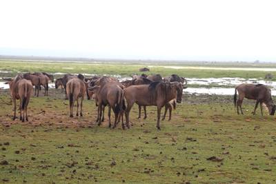 Blue Mountain Safaris field image