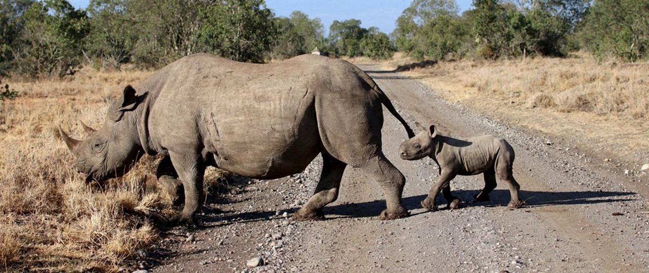 Ol Pejeta Conservancy Day Tour in Aberdare National Park