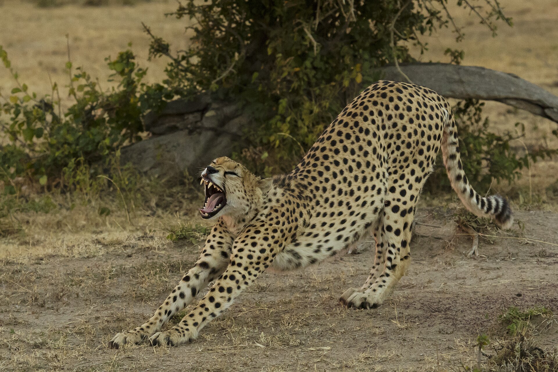 6-Day Kenya Photography Safari in Masai Mara National Reserve | Blue Mountain Safaris
