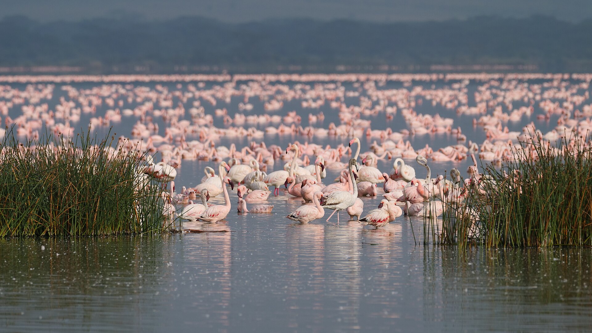 4-Day Kenya Great Rift Valley Birding Safari in Lake Naivasha and Crescent Island | Blue Mountain Safaris