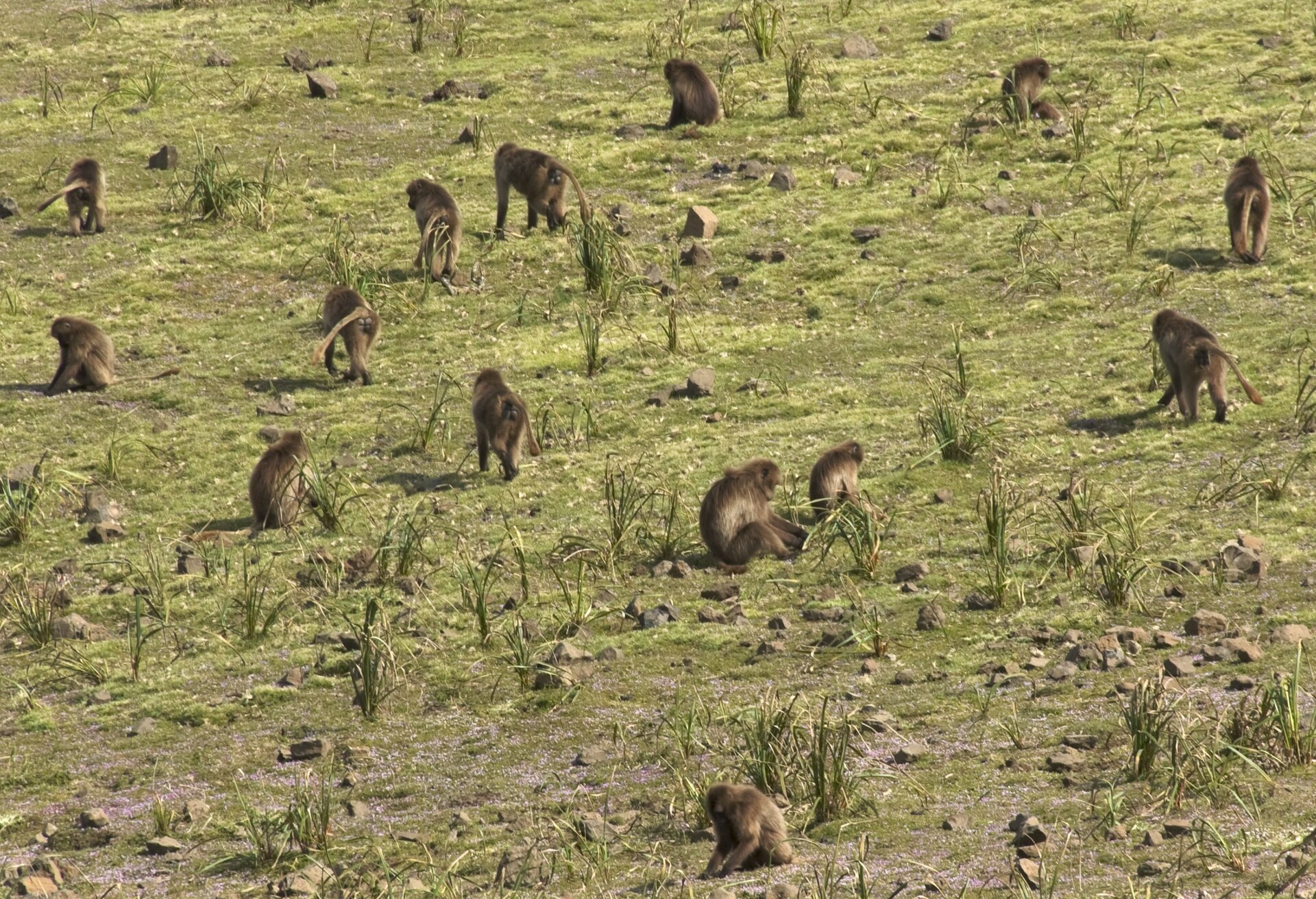 Sankaber → Geech on Simien Mountains Trek — 5 Days (Ethiopia)