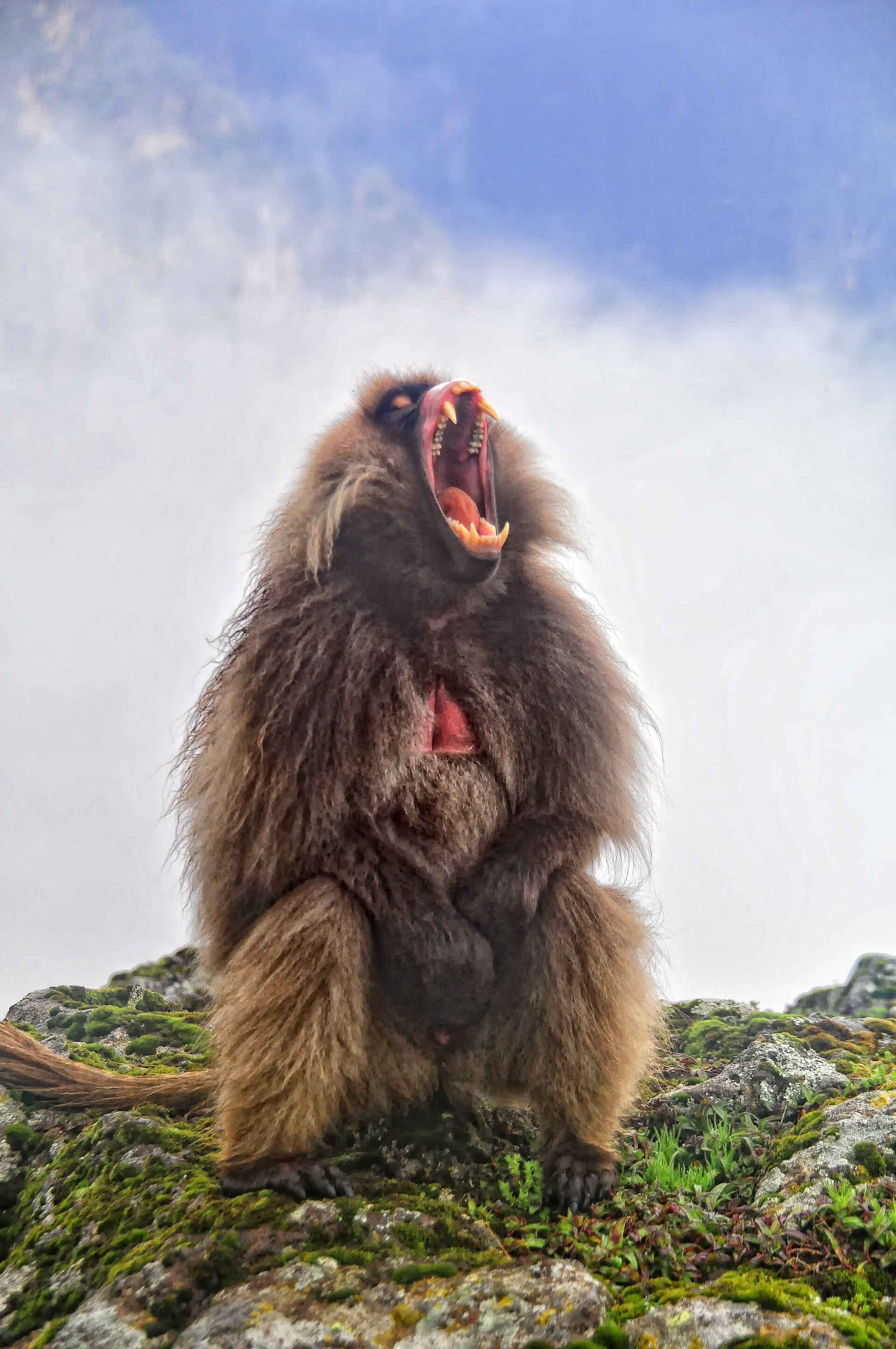 Geech → Chenek on Simien Mountains Trek — 5 Days (Ethiopia)