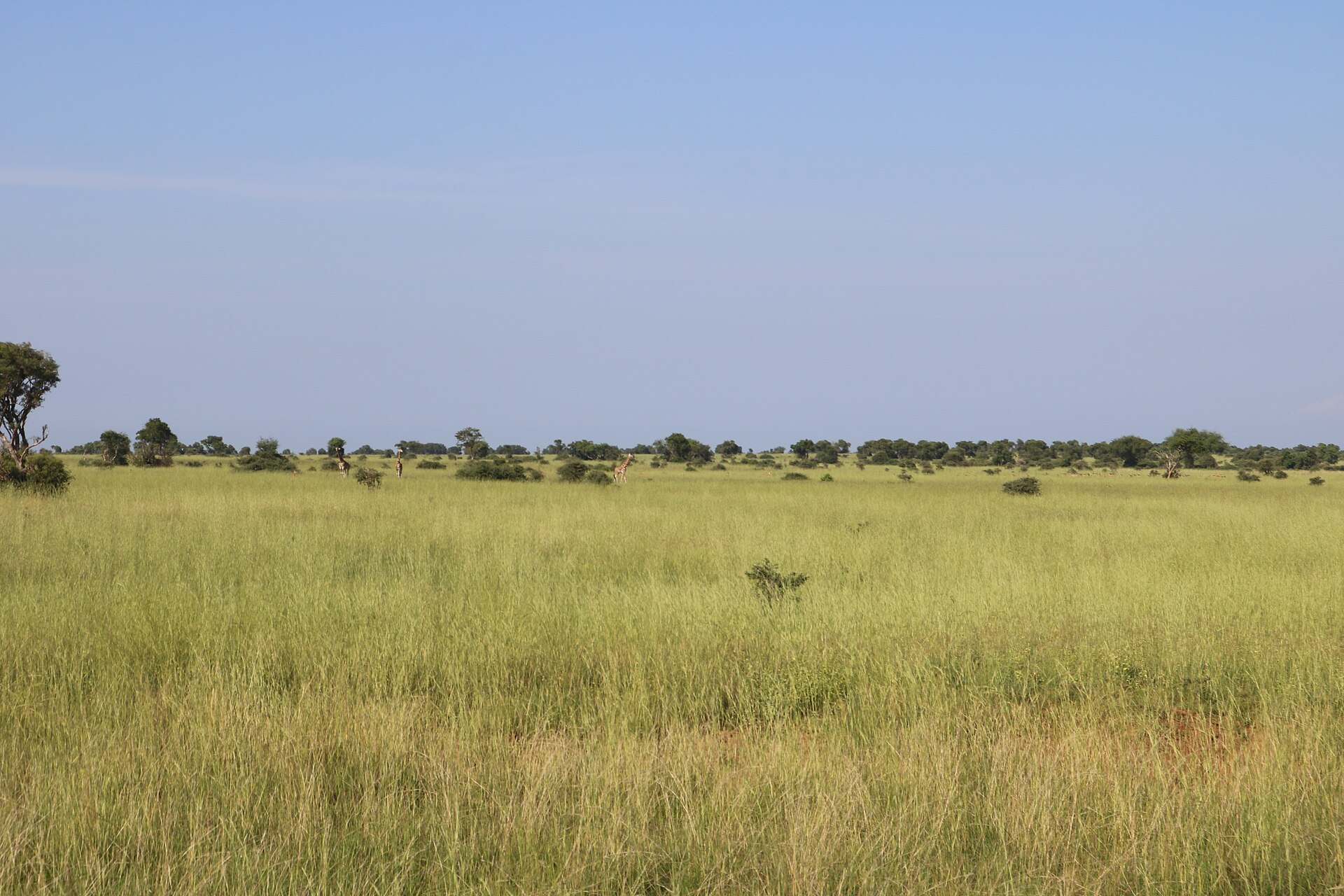 Entebbe → Murchison on Murchison Falls Safari — 3 Days (Uganda)