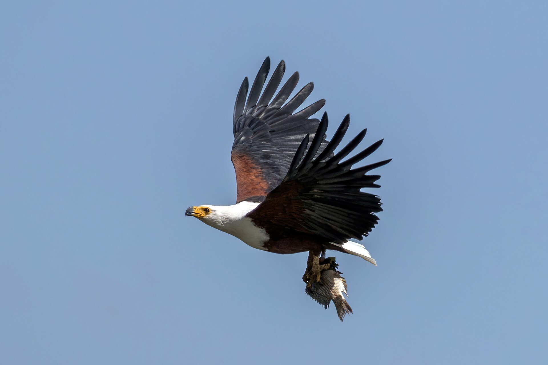 Day 2 on 4-Day Kenya Great Rift Valley Birding Safari