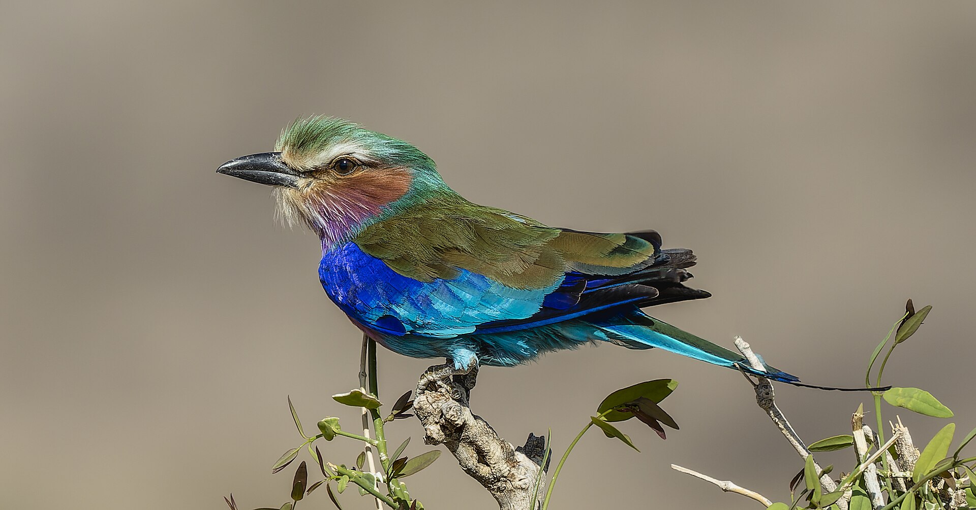 Day 3 on 4-Day Kenya Great Rift Valley Birding Safari