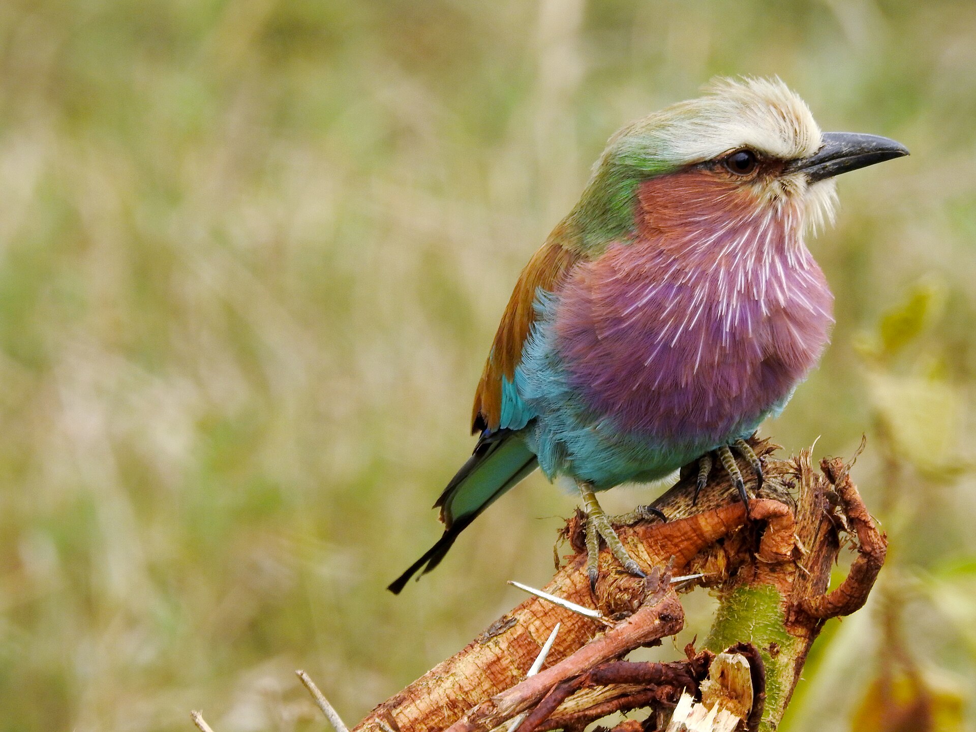 Day 4 on 4-Day Kenya Great Rift Valley Birding Safari