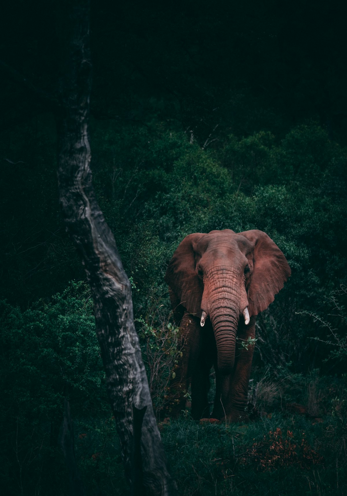 Akagera Safari — 2 Days (Rwanda) in Akagera National Park