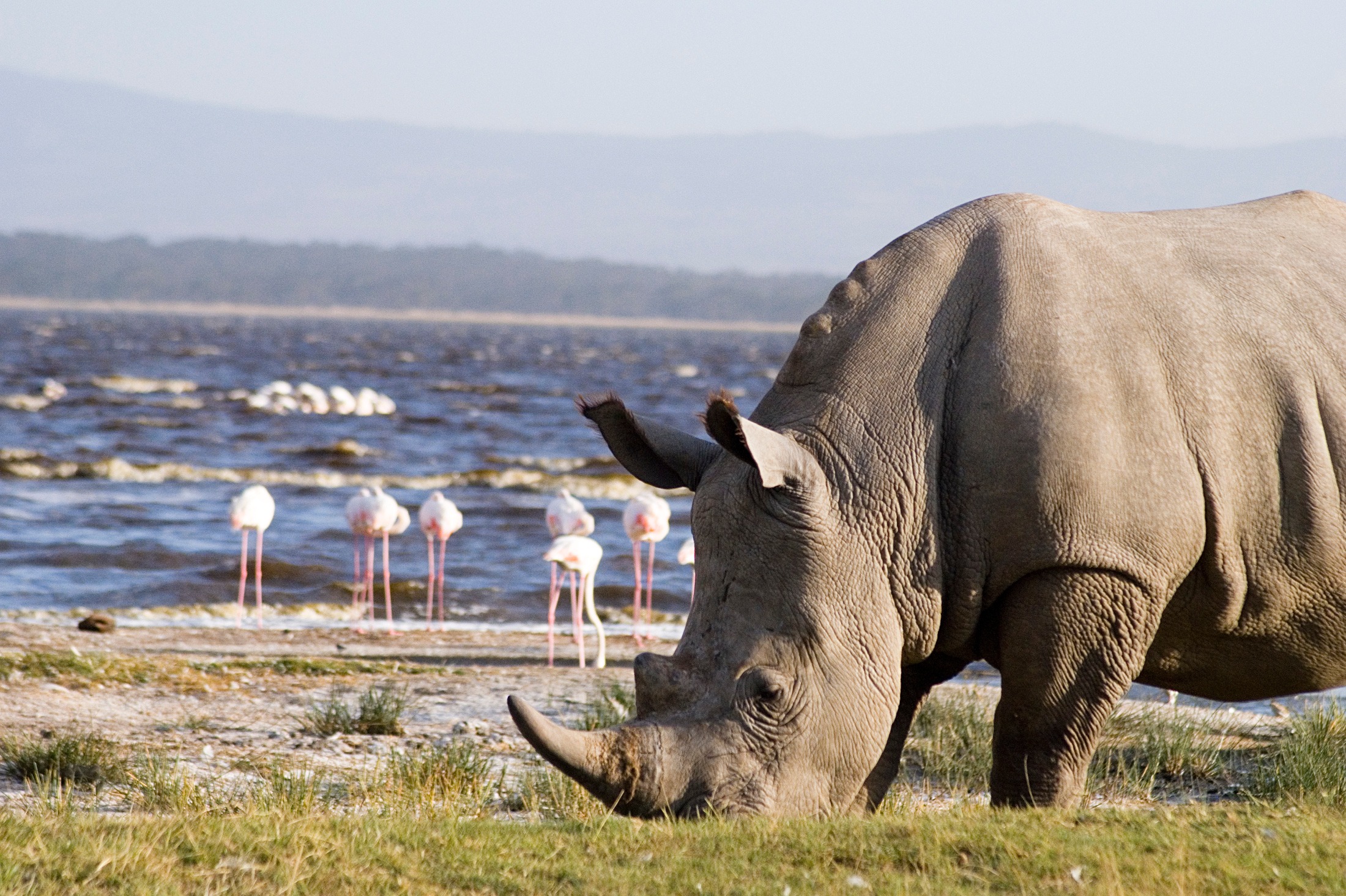 Why Visit Lake Nakuru