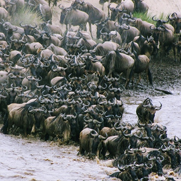 3 Days Famous Masai Mara in Kenya