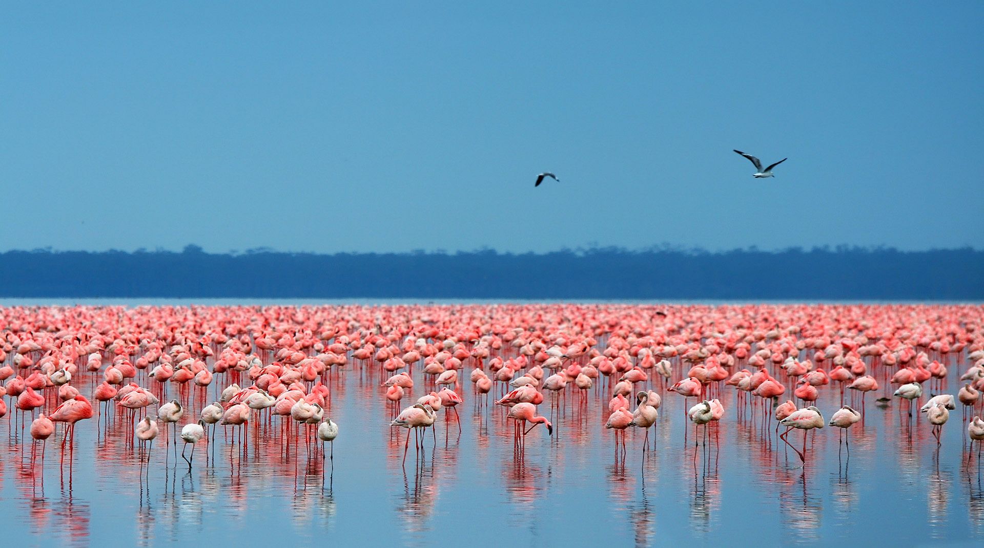 5 Days Maasai Mara – Lake Nakuru – Lake Naivasha Camping Safari in Kenya