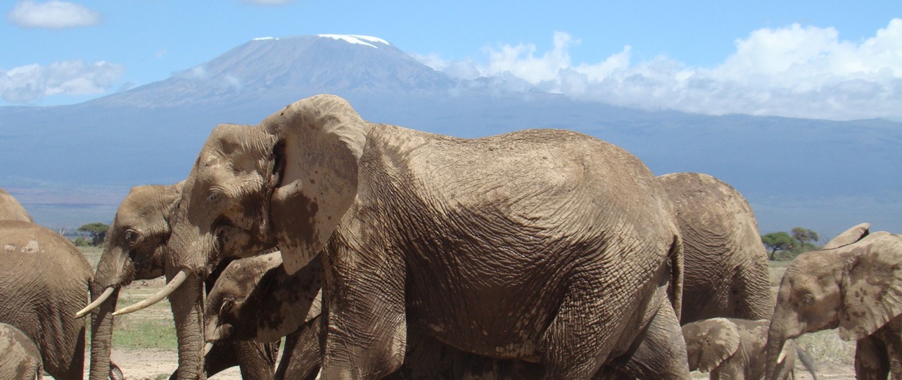 Amboseli National Park Day Tour in Kenya