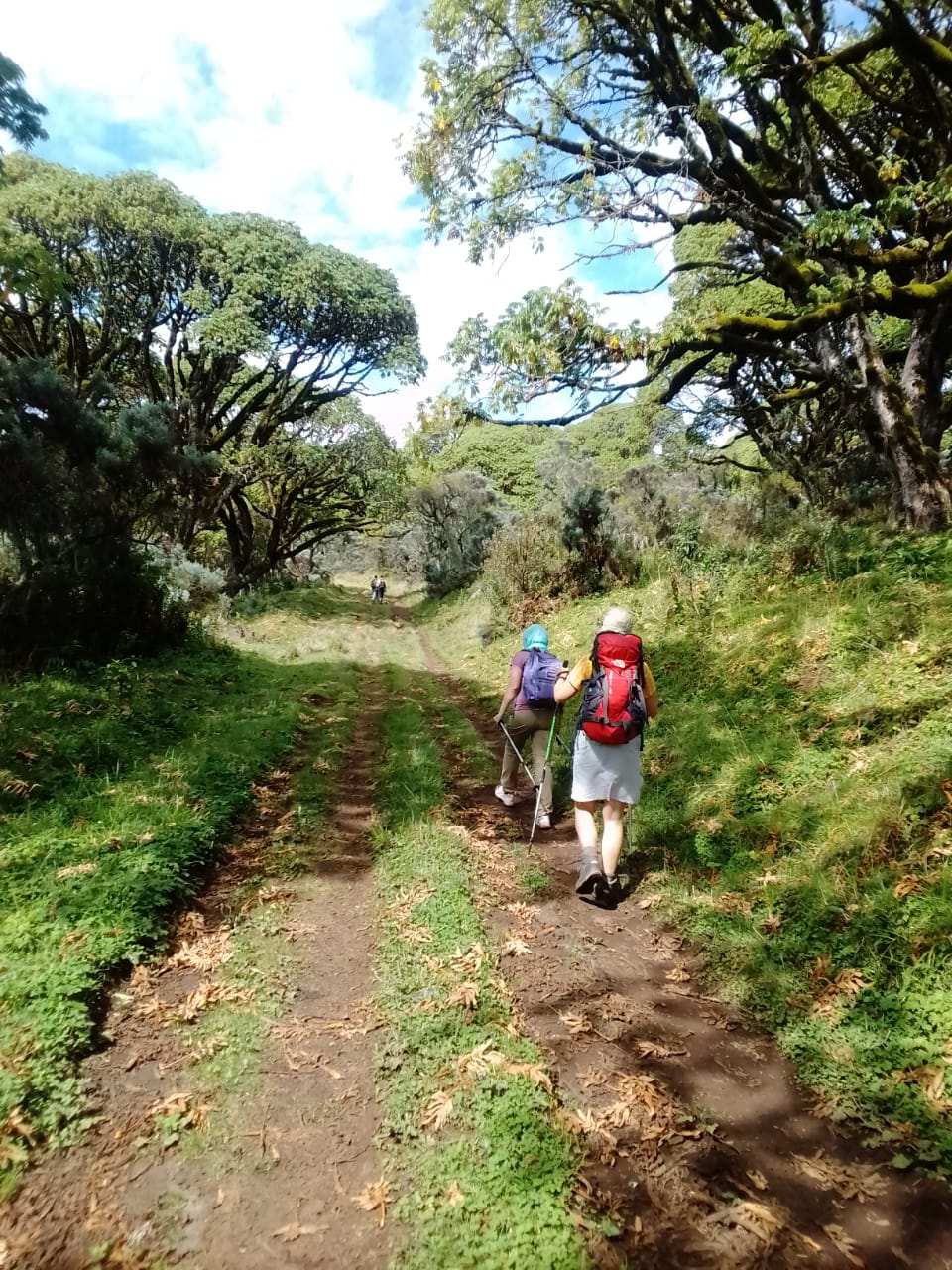 2 days Aberdare Trekking Through Gatiko Gate in Kenya