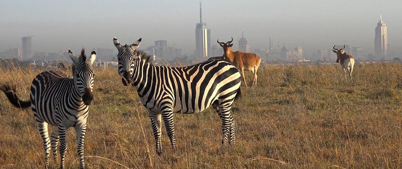 Nairobi Day Trip in Kenya
