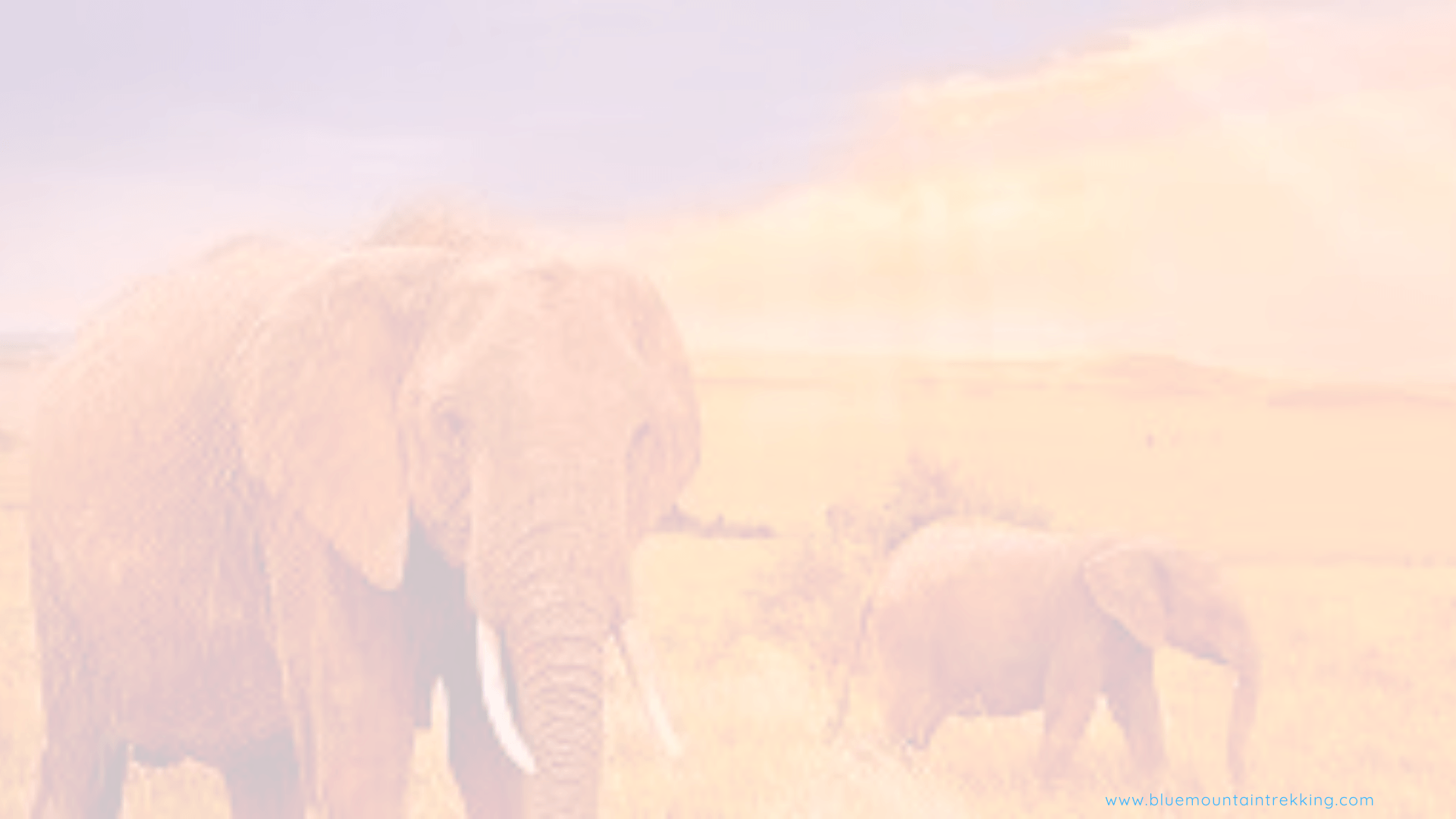 Get a Customized Safari to your Choice Destination