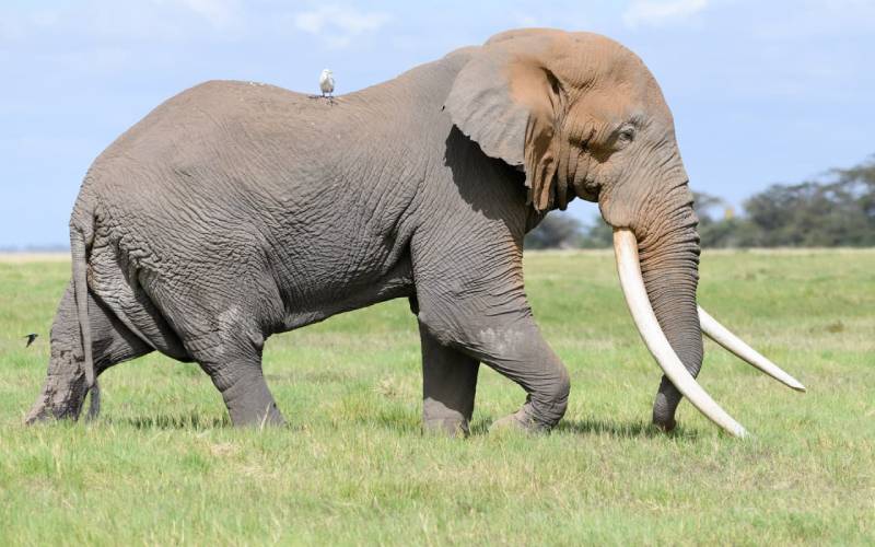 The Icon of Amboseli National Park-Big Tim is dead