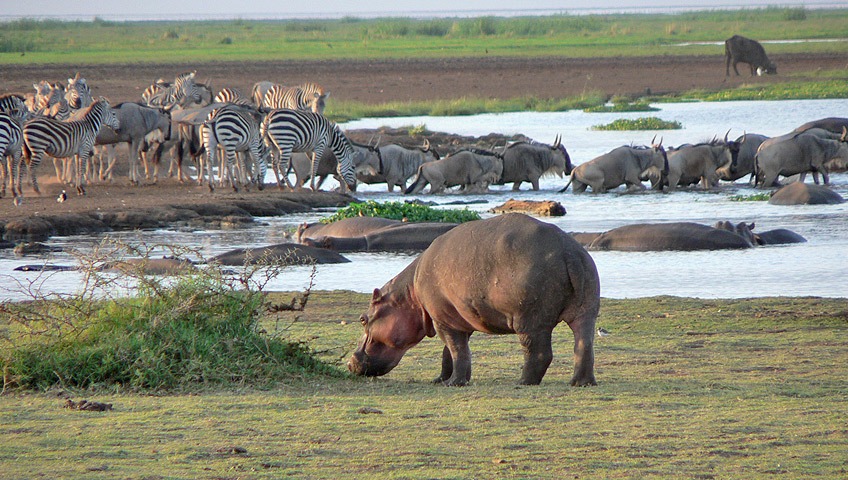 3 Days Ngorongoro / Lake Manyara Camping Safari in Tanzania