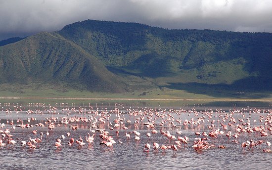 7 Days L. Manyara / Ngorongoro / Serengeti  Safari in Tanzania
